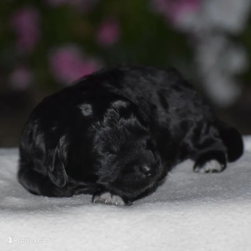 Hyacinth – Miniature Goldendoodle puppy for sale in Danville, PA