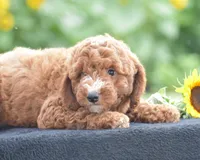 Ridge, a male Poodle - Miniature  for sale in Danville, PA – 3 of 8