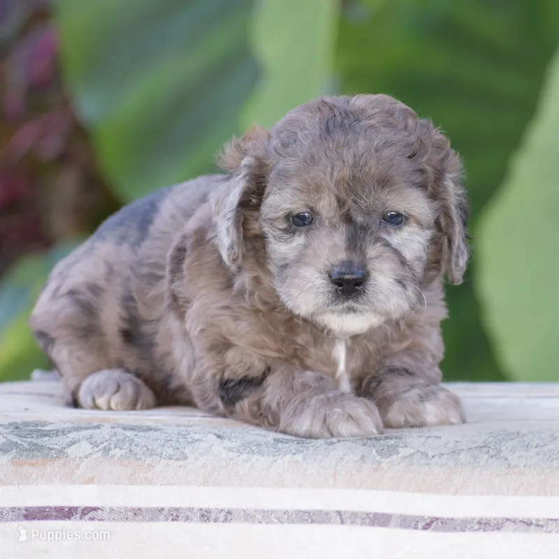 Heather – Miniature Goldendoodle puppy for sale in Danville, PA