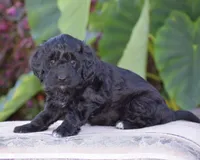 Hyacinth, a female Miniature Goldendoodle for sale in Danville, PA – 3 of 9