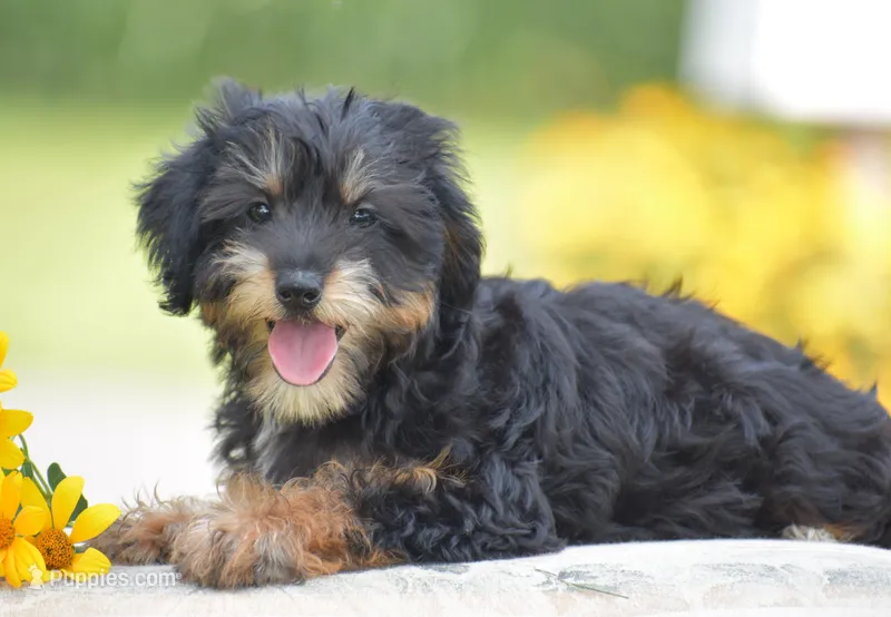 Adora – Yorkipoo puppy for sale in Danville, PA