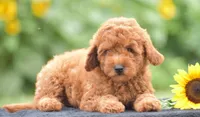 Rosette, a female Poodle - Miniature  for sale in Danville, PA – 2 of 10