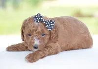 Ridge, a male Poodle - Miniature  for sale in Danville, PA – 4 of 4