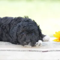 Chalmers, a male Yorkipoo for sale in Danville, PA – 3 of 5