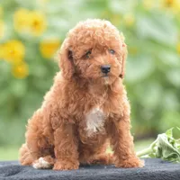 Roxy, a female Poodle - Miniature  for sale in Danville, PA – 3 of 7