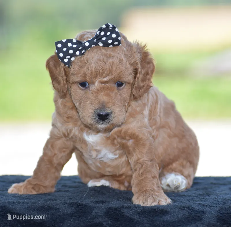 Louie – Poodle - Miniature  puppy for sale in Danville, PA