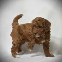 Evlyn, a female Poodle - Miniature  for sale in Danville, PA – 6 of 6