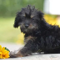 Anya, a female Yorkipoo for sale in Danville, PA – 6 of 10
