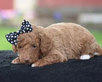 Cappuccino, a male Poodle - Miniature  for sale in Danville, PA – Photo 2 of 5