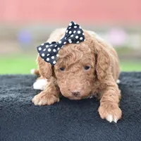 Cappuccino, a male Poodle - Miniature  for sale in Danville, PA – Photo 4 of 5