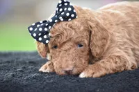 Cappuccino, a male Poodle - Miniature  for sale in Danville, PA – Photo 5 of 5