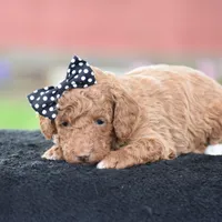 Cappuccino, a male Poodle - Miniature  for sale in Danville, PA – Photo 3 of 5
