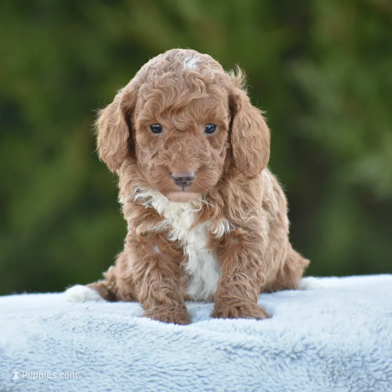 Cappuccino – Poodle - Miniature  puppy for sale in Danville, PA