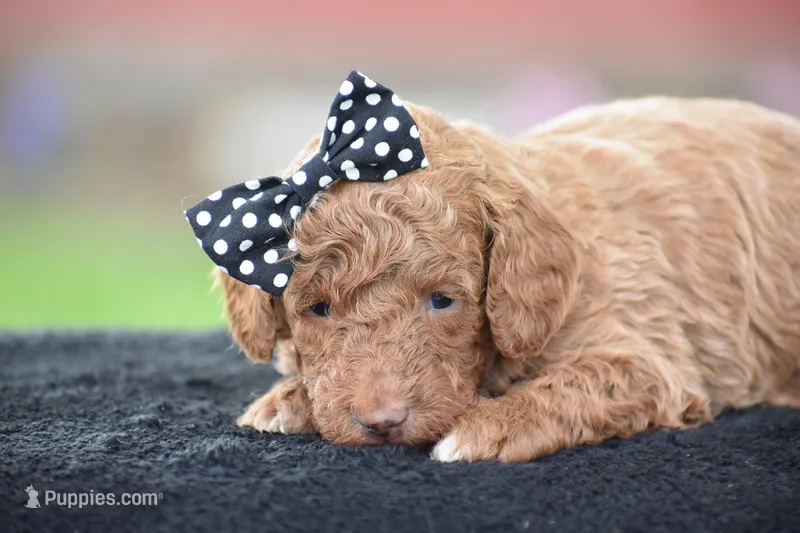 Cappuccino – Poodle - Miniature  puppy for sale in Danville, PA