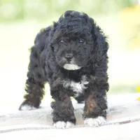 Chalmers, a male Yorkipoo for sale in Danville, PA – 5 of 5