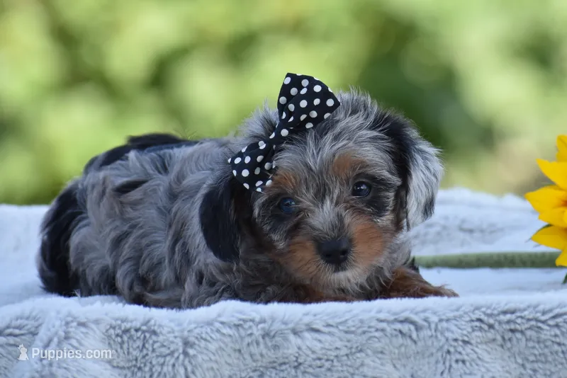 Arik – Yorkipoo puppy for sale in Danville, PA