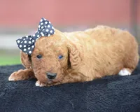 Carmel, a male Poodle - Miniature  for sale in Danville, PA – Photo 5 of 5