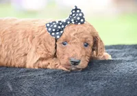 Carmel, a male Poodle - Miniature  for sale in Danville, PA – Photo 4 of 5