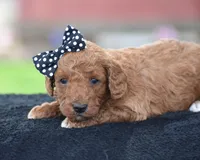 Carmel, a male Poodle - Miniature  for sale in Danville, PA – Photo 3 of 5