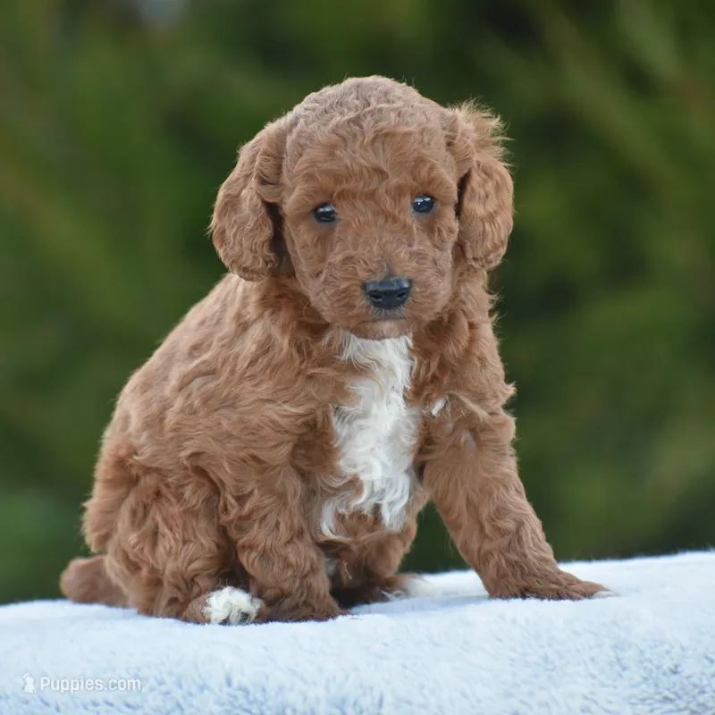 Carmel – Poodle - Miniature  puppy for sale in Danville, PA