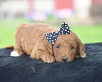 Carmel, a male Poodle - Miniature  for sale in Danville, PA – Photo 2 of 5