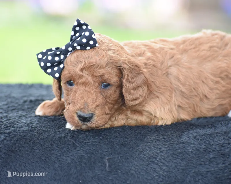 Carmel – Poodle - Miniature  puppy for sale in Danville, PA