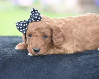 Carmel, a male Poodle - Miniature  for sale in Danville, PA – Photo 1 of 5