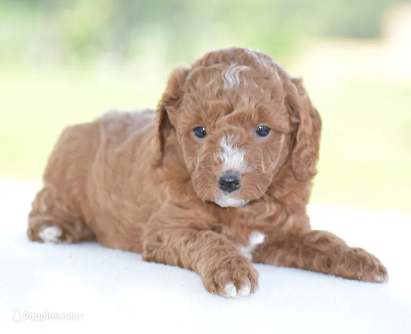 Ridge – Poodle - Miniature  puppy for sale in Danville, PA