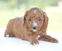 Ridge, a male Poodle - Miniature  for sale in Danville, PA – 1 of 4