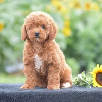 Roxy, a female Poodle - Miniature  for sale in Danville, PA – 4 of 7