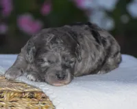 Heather, a female Miniature Goldendoodle for sale in Danville, PA – 3 of 5