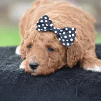 Coffee, a female Poodle - Miniature  for sale in Danville, PA – Photo 2 of 5