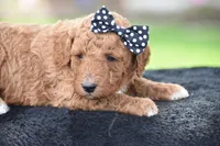 Coffee, a female Poodle - Miniature  for sale in Danville, PA – Photo 5 of 5