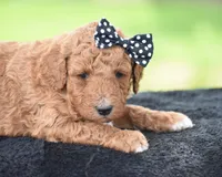 Coffee, a female Poodle - Miniature  for sale in Danville, PA – Photo 3 of 5