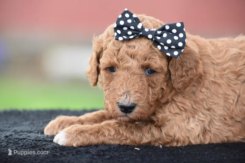 Coffee, a female Poodle - Miniature  for sale in Danville, PA – Photo 1 of 5