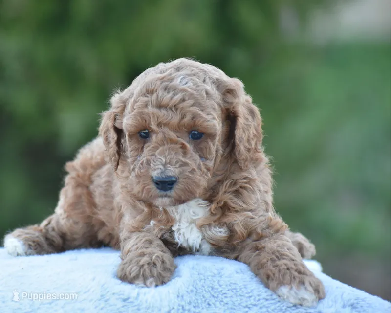 Coffee – Poodle - Miniature  puppy for sale in Danville, PA