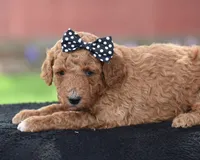 Coffee, a female Poodle - Miniature  for sale in Danville, PA – Photo 4 of 5