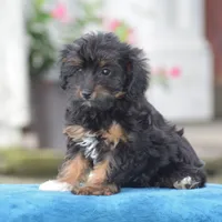 Anya, a female Yorkipoo for sale in Danville, PA – 9 of 10