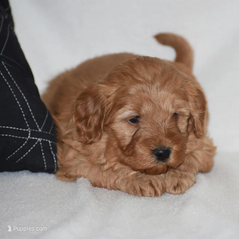 Windy – Miniature Goldendoodle puppy for sale in Danville, PA