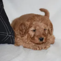 Windy, a female Miniature Goldendoodle for sale in Danville, PA – Photo 1 of 6