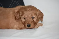 Windy, a female Miniature Goldendoodle for sale in Danville, PA – Photo 5 of 6
