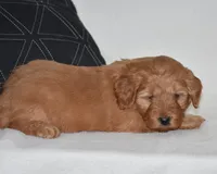 Windy, a female Miniature Goldendoodle for sale in Danville, PA – Photo 3 of 6