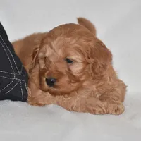 Windy, a female Miniature Goldendoodle for sale in Danville, PA – Photo 2 of 6