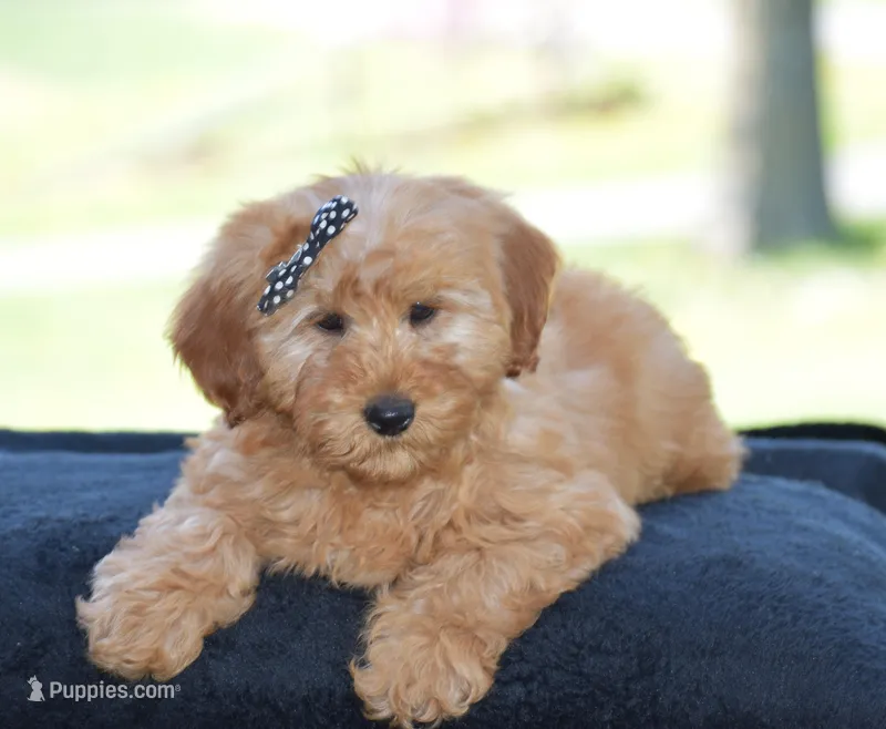 Windy – Miniature Goldendoodle puppy on hold in Danville, PA