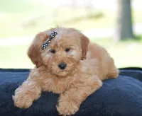 Windy, a female Miniature Goldendoodle for sale in Danville, PA – Photo 1 of 9