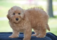 Windy, a female Miniature Goldendoodle for sale in Danville, PA – Photo 4 of 9