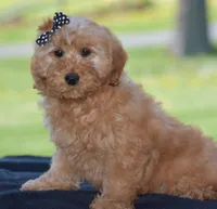 Windy, a female Miniature Goldendoodle for sale in Danville, PA – Photo 2 of 9