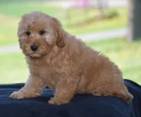 Windy, a female Miniature Goldendoodle for sale in Danville, PA – Photo 5 of 9