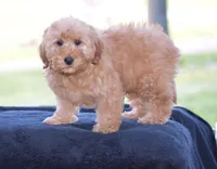 Windy, a female Miniature Goldendoodle for sale in Danville, PA – Photo 3 of 9