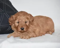 Windy, a female Miniature Goldendoodle for sale in Danville, PA – Photo 6 of 6